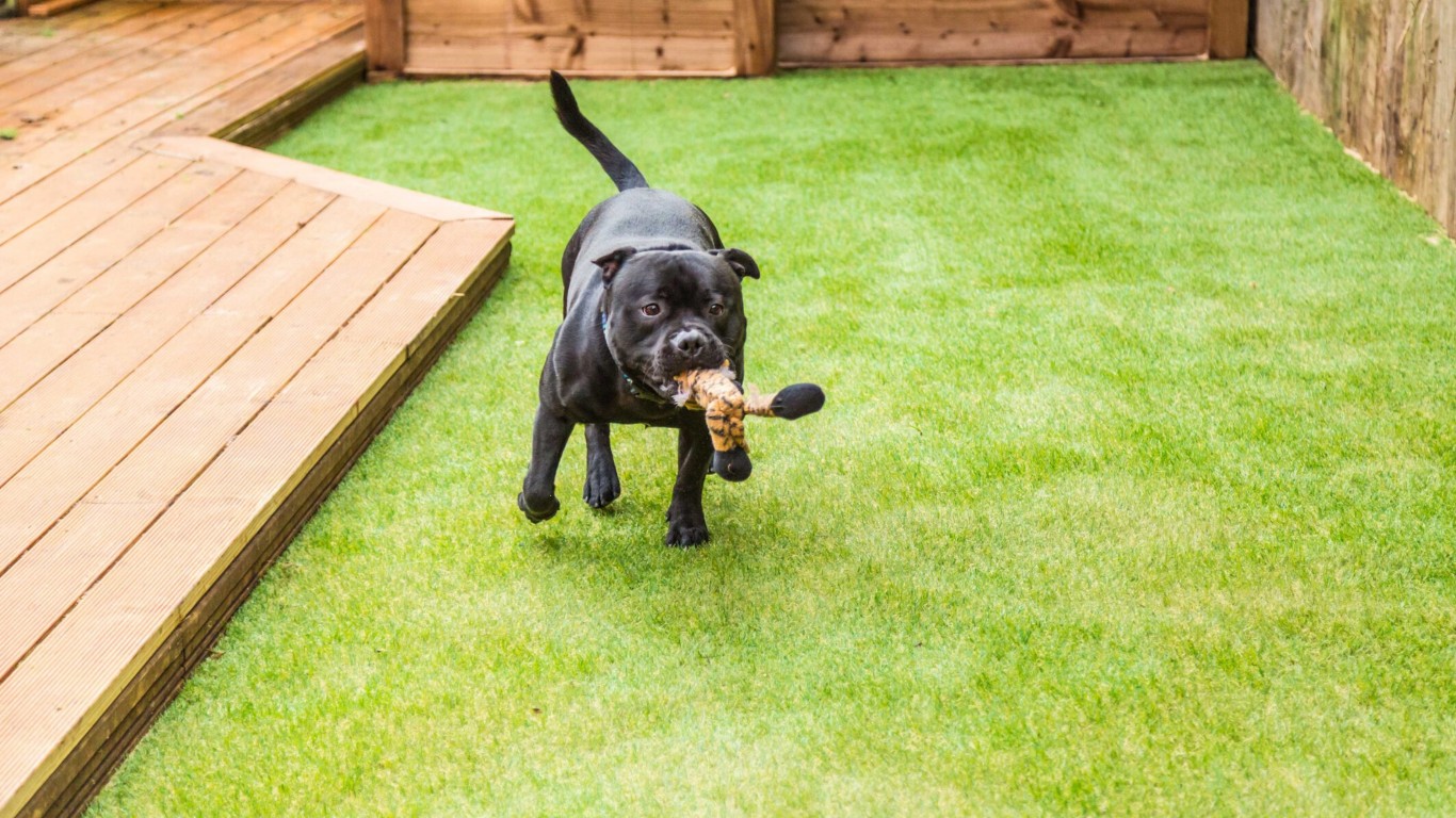 Pet Turf / Dog Turf Systems service in Santa Fe, NM